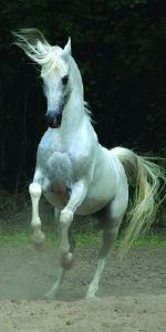 Дверь с фотопечатью Животный мир Ж88 белый конь